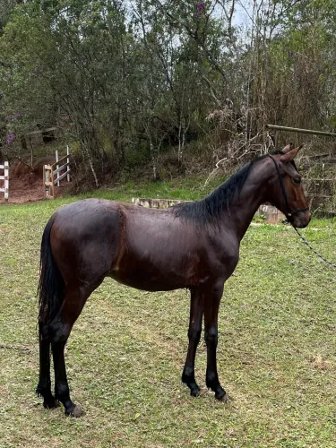 Potro Mangalarga Marchador