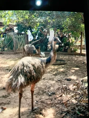 Emu macho