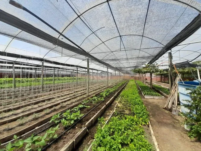 SÍTIO DENTRO DE PORTO ALEGRE 6.629,10 metros quadrados de área no bairro Campo Novo.