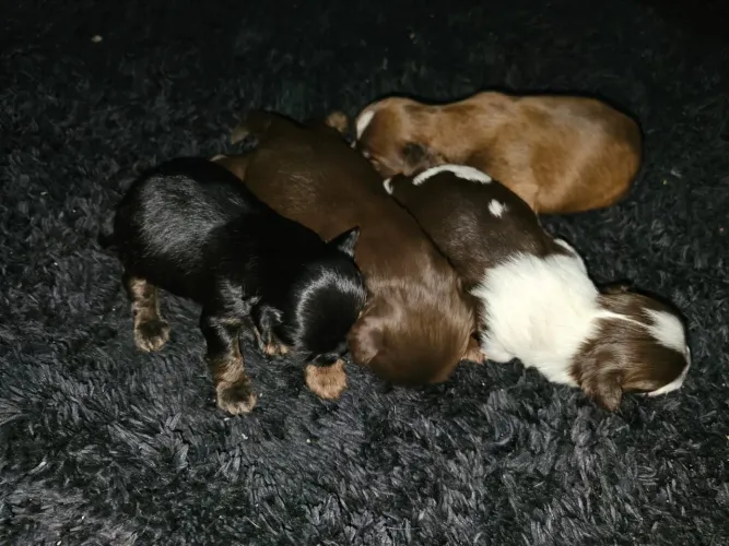VENDO FILHOTINHOS DE SHI TZU