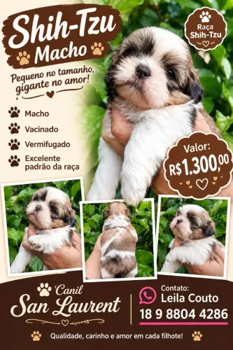 Shih Tzu