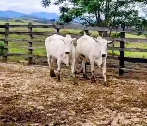 Vacas Nelore Mocho PO