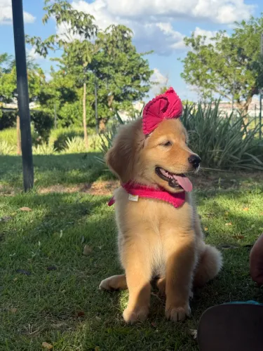 Filhotes Golden Retrievers