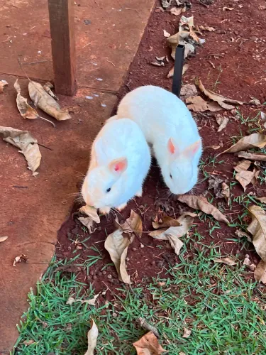 Casal de Mini Coelhos Netherland