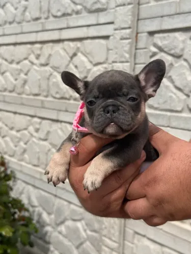 Bulldog francês 