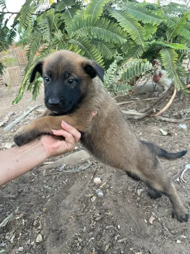 Filhotes Pastor belga malinois 