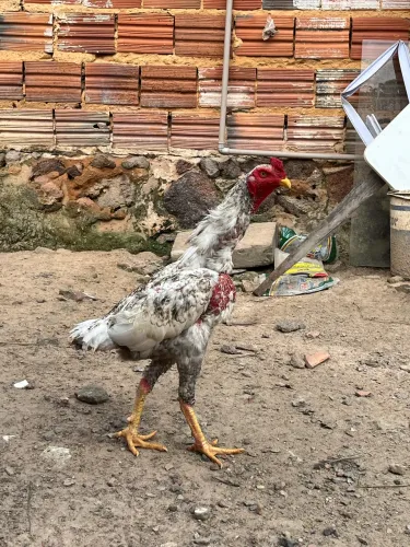 Frango carioca 