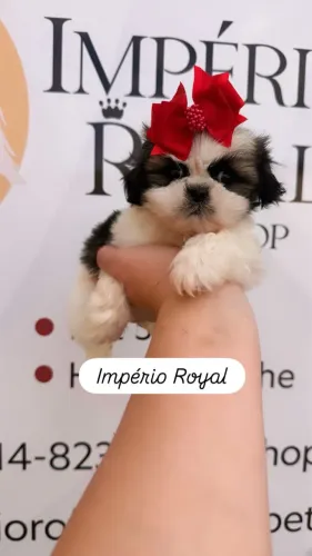 Shihtzu Fêmea Disponível com pedigree! Império Royal