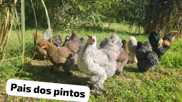 Pintinho brahma 5 por 100 pais na foto