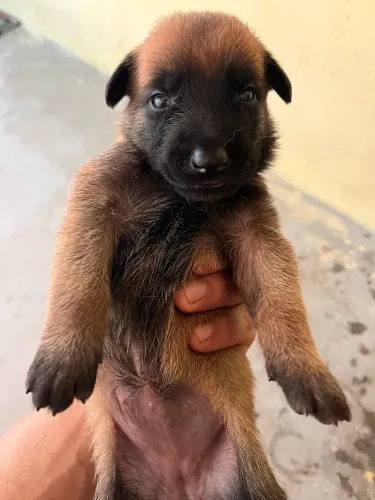 Filhotes de pastor belga malinois