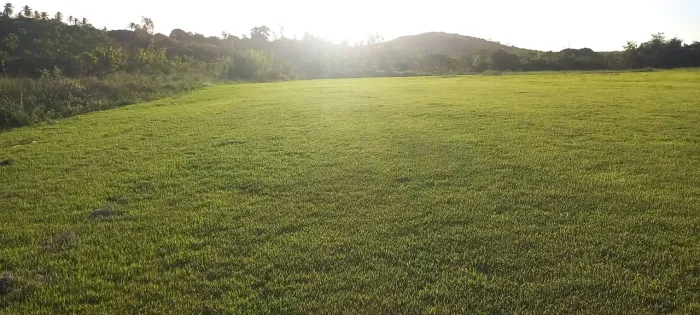 Grama Esmeralda 