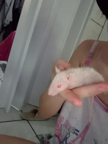 Ratos twitters domésticos 