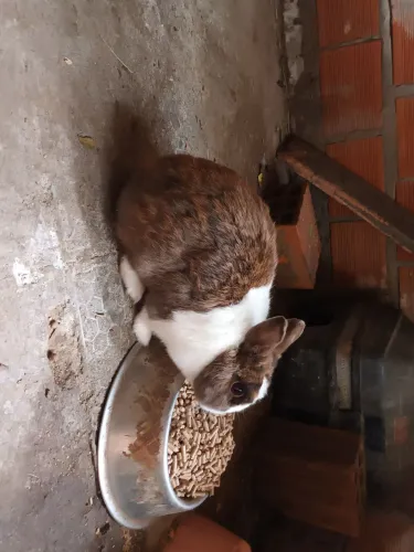 Coelha mini netherland holandês