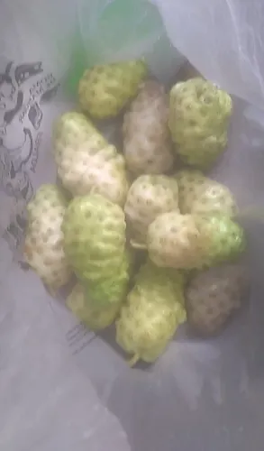 Fruta NONI ,SAÚDE TOTAL
