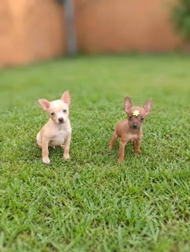 Pinscher casal