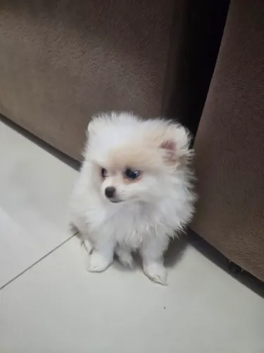 Lulu da pomerania mini