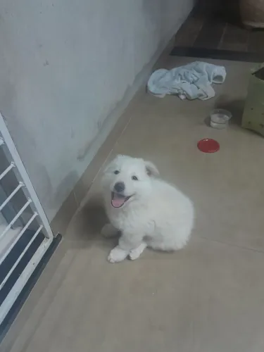 Vendo filhote de cachorro femea raça pastor suíço 