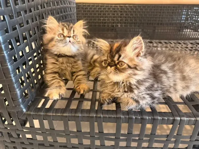 Gato Persa filhote: companheiro perfeito esperando por você
