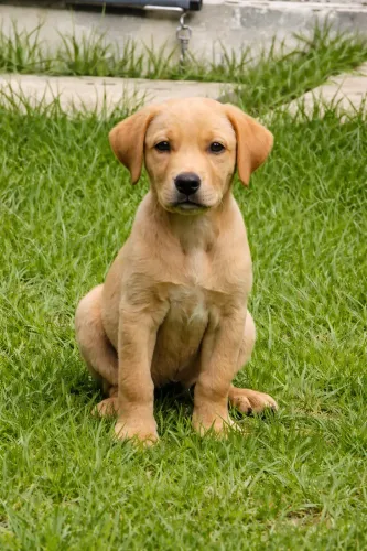 Labrador filhote macho cachorro