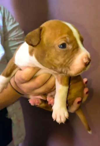 Filhotes de Pitbull rednose