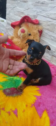 Pinscher lindo machinho 