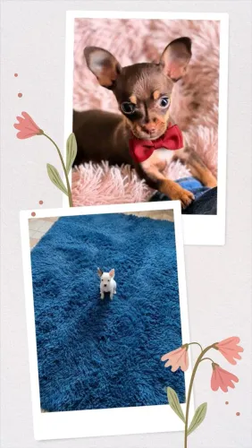 Filhotinhos de pinscher 00 miniatura disponíveis. Pronta entrega 