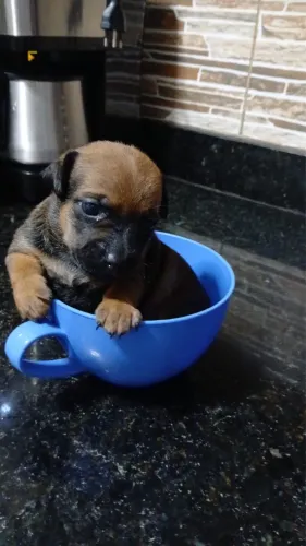 Cachorro pra vender