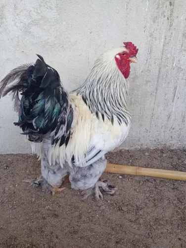 Galo Raça Brahma