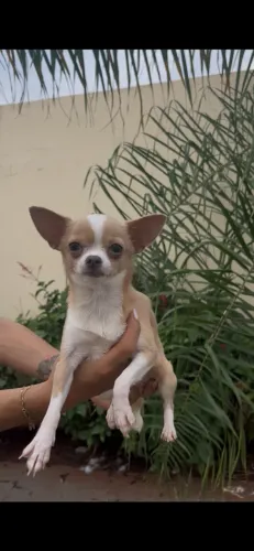 Chihuahua femea