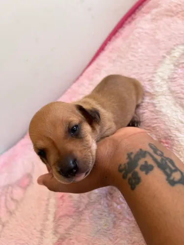 Filhotes de dachshund vulgo salsichinha/Cofap