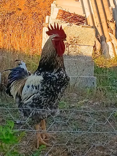Vende se galo