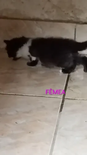DOA-SE LINDOS GATINHOS