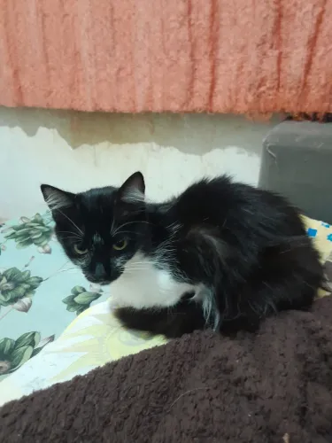 Linda gatinha frajolinha para doação