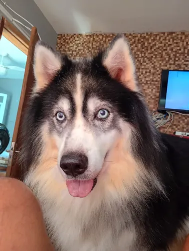 Husky siberiano 
