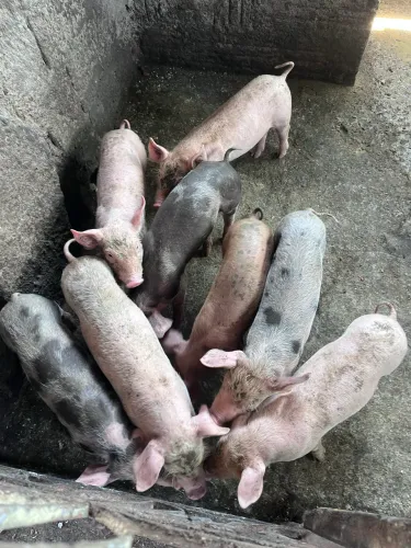 ? BACURINHOS À VENDA! ?