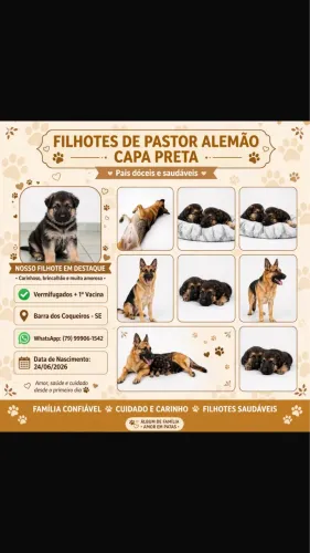 Cachorro Pastor Alemão Capa Preta