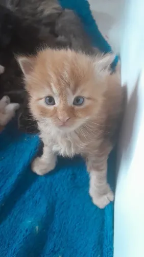 Lindo filhote de maine coon para reserva