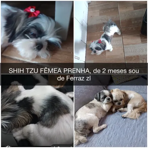 SHIH TZU PRENHA DE 2 MESES PEQUENOS OS PAIS , sou de Ferraz zl