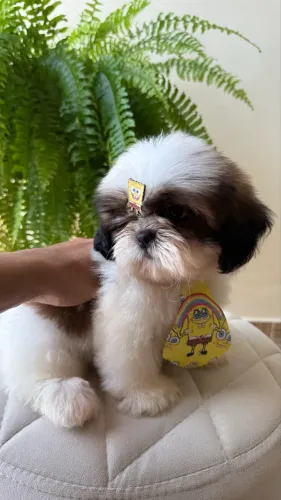 Shihtzu disponível 