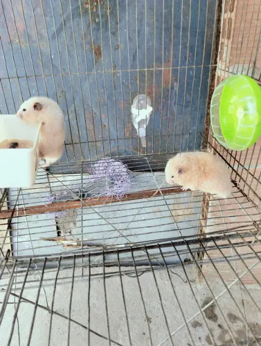 Vendo casal de hamster reprodutor
