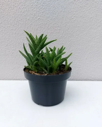 Suculenta Aloe Juvenna