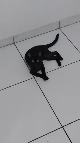 Doa-se gata de 8 meses