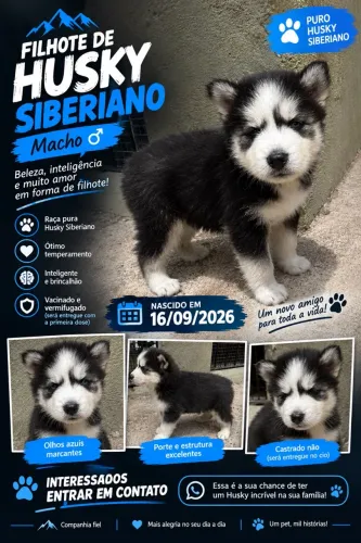 Filhote de husky siberiano