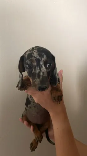 Dachshund arlequim preto com prata grande
