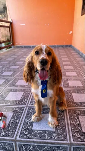 Doação responsável - Cocker Spaniel Inglês
