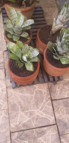 Aechmea fasciata, ou Bromélia-prata