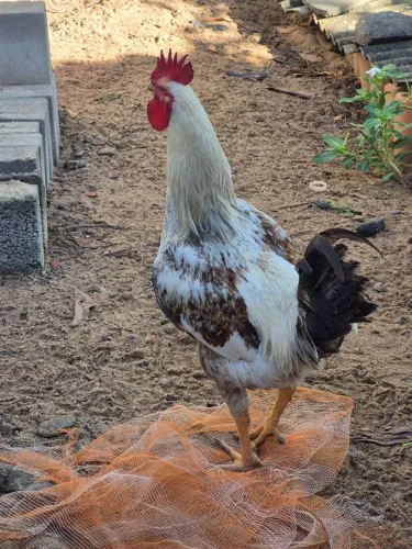 Galo novo