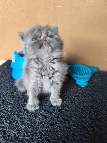 Gatos