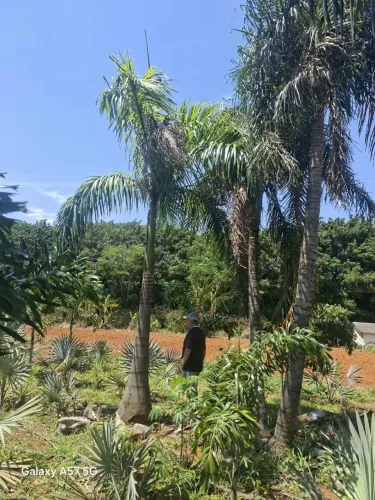Vendo palmeiras : azul; rabo de raposa; imperial e areca .