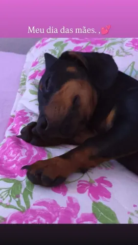 Vende-se salsicha macho. 6meses 